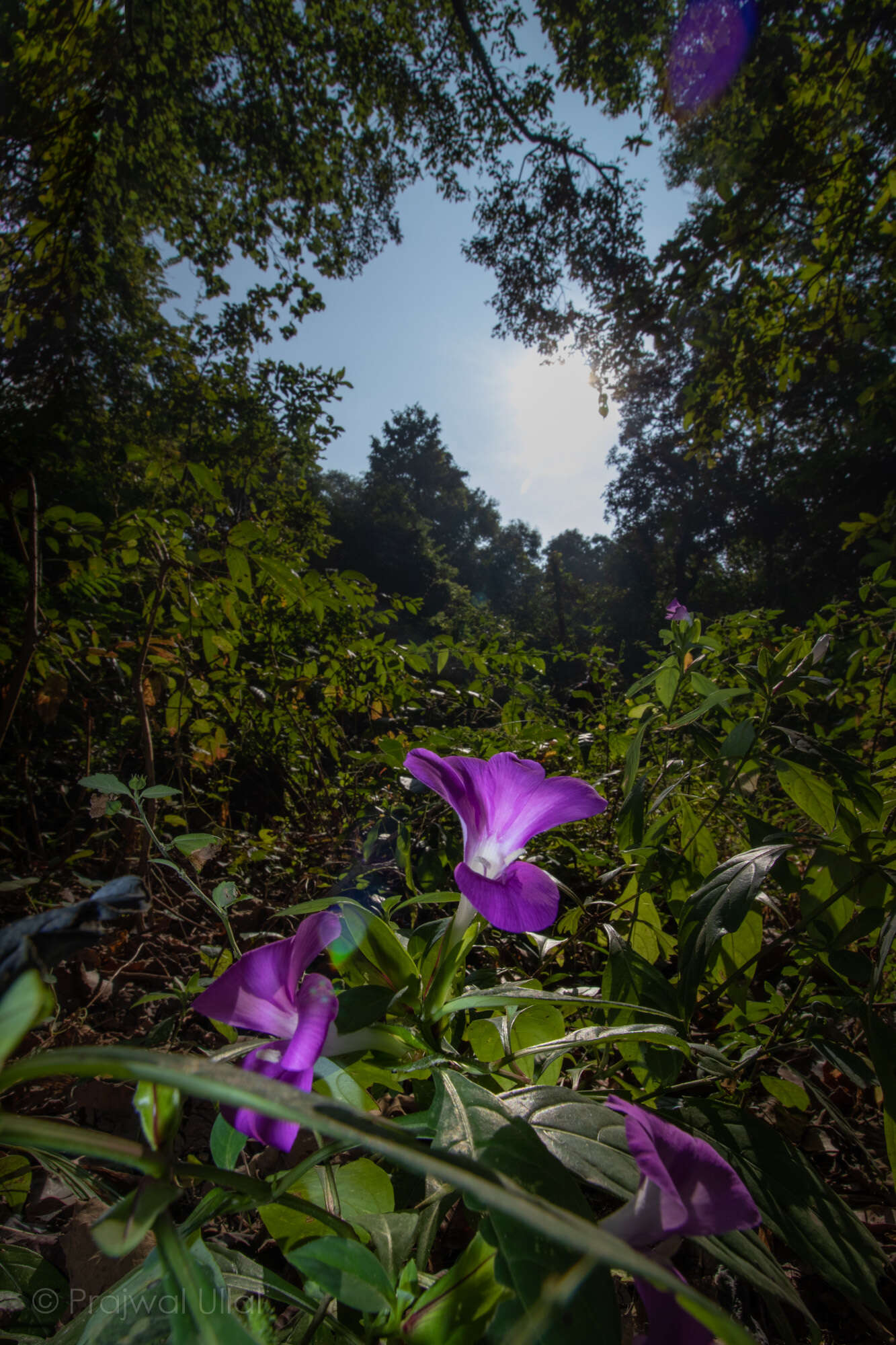 Image of Barleria prattensis Santapau