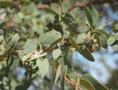 Image of Lysiphyllum cunninghamii (Benth.) de Wit