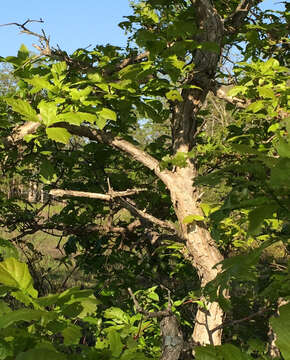 Image of Swamp White Oak