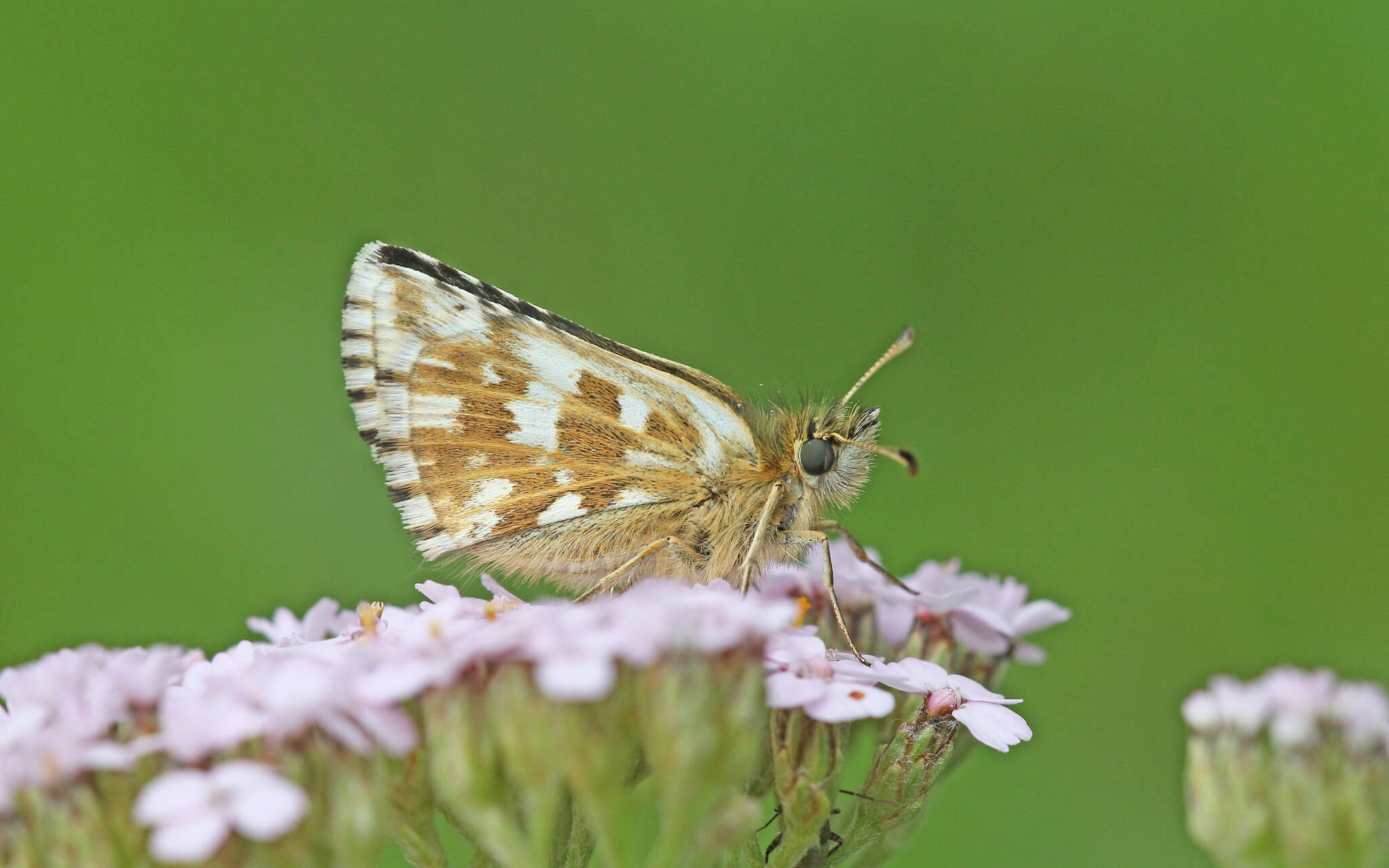 Image of Carline Skipper