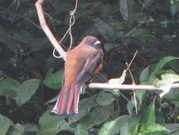 Слика од Trogon collaris puella Gould 1845