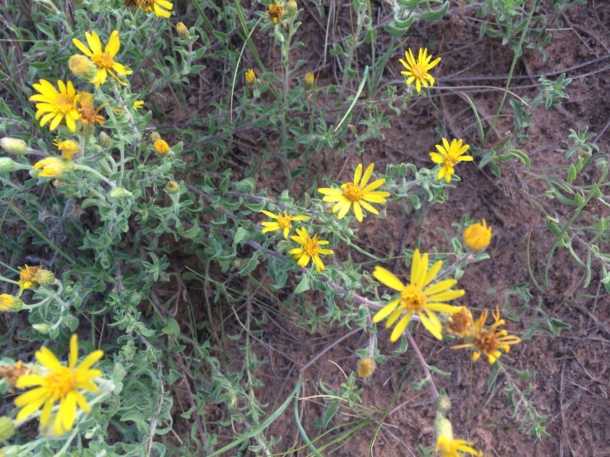 Image of hairy false goldenaster