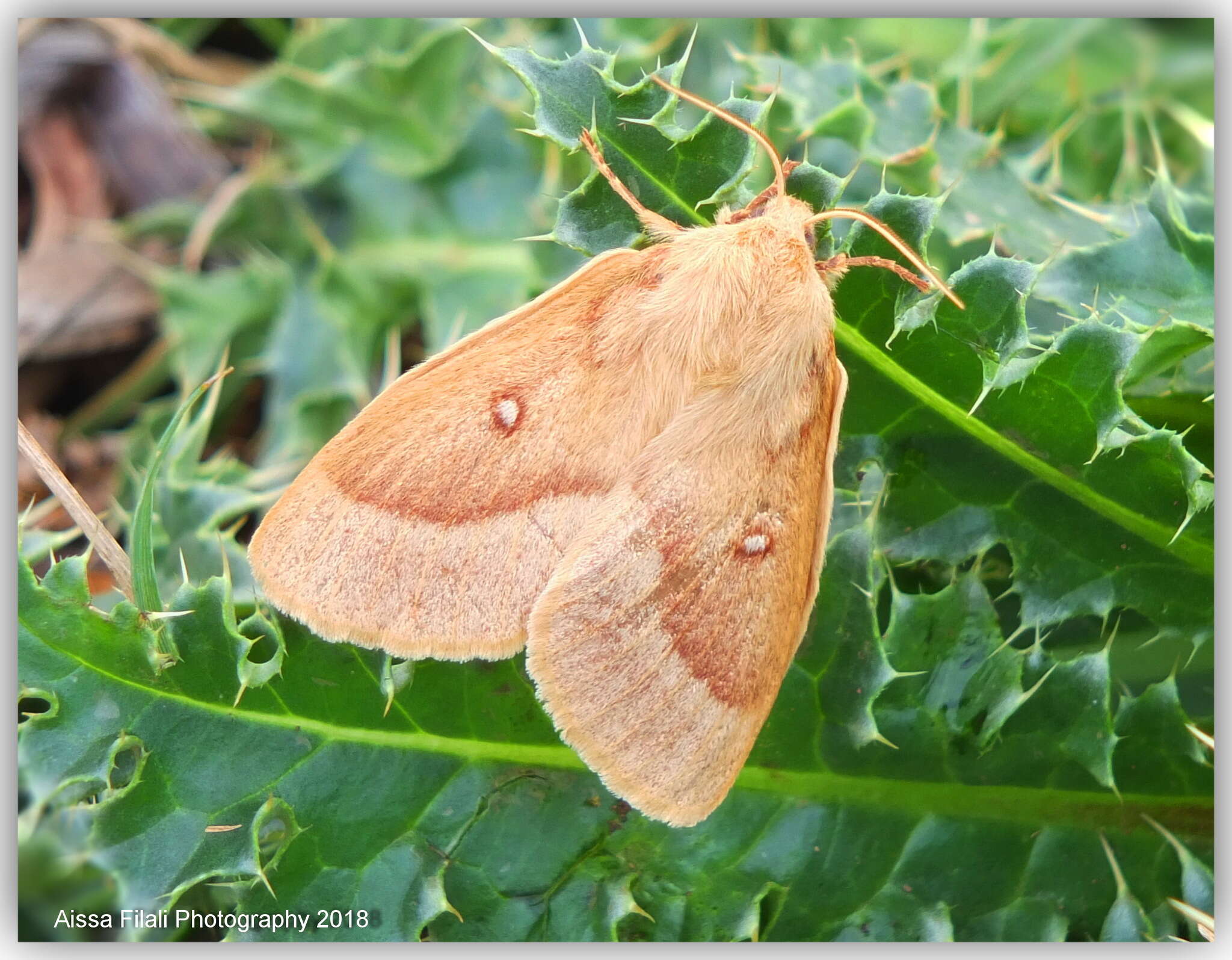 Image of grass eggar