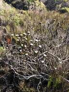 Image of Metalasia erectifolia Pillans
