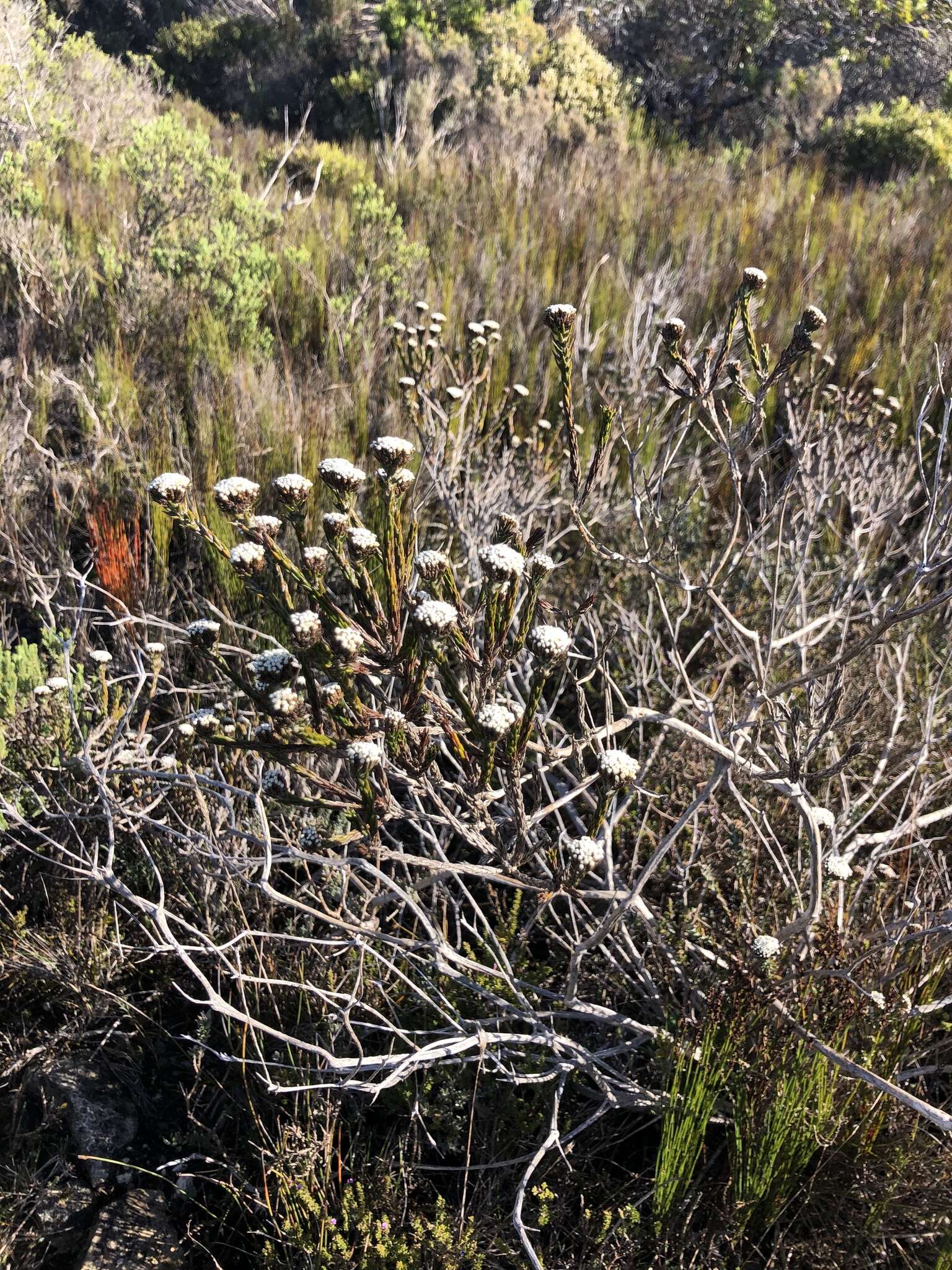 Image of Metalasia erectifolia Pillans