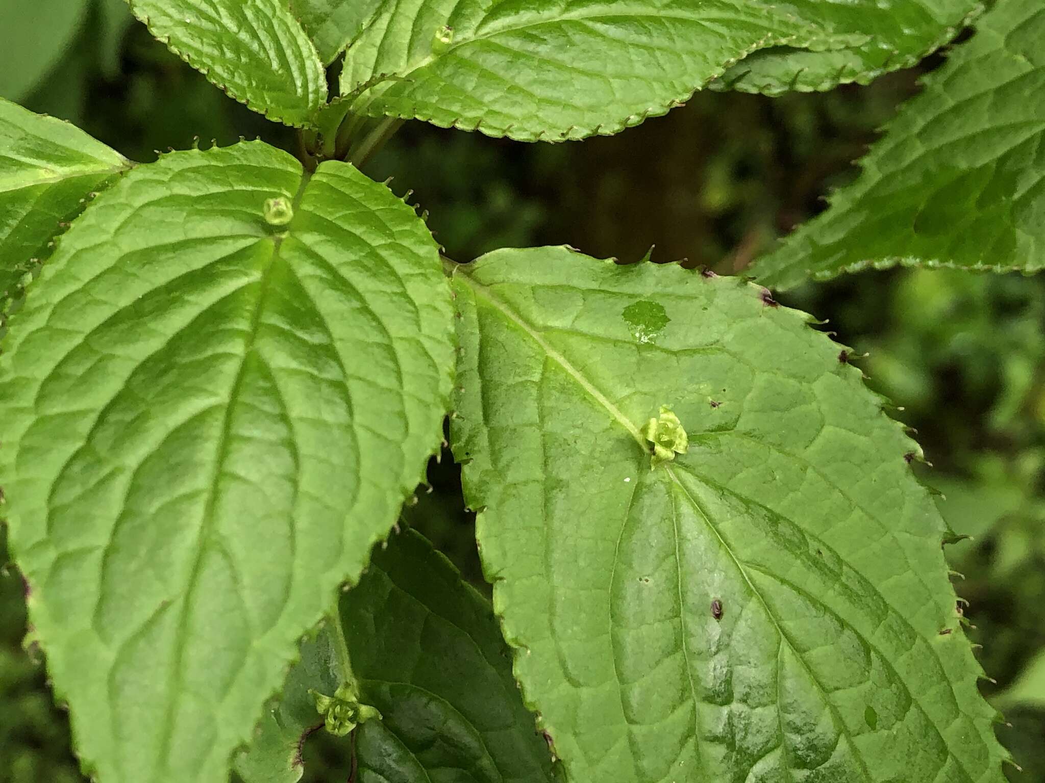 Image of Helwingia japonica subsp. liukiuensis (Hatusima) H. Hara & S. Kurosawa