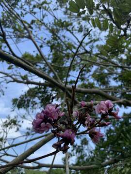 Image of Andira galeottiana Standl.