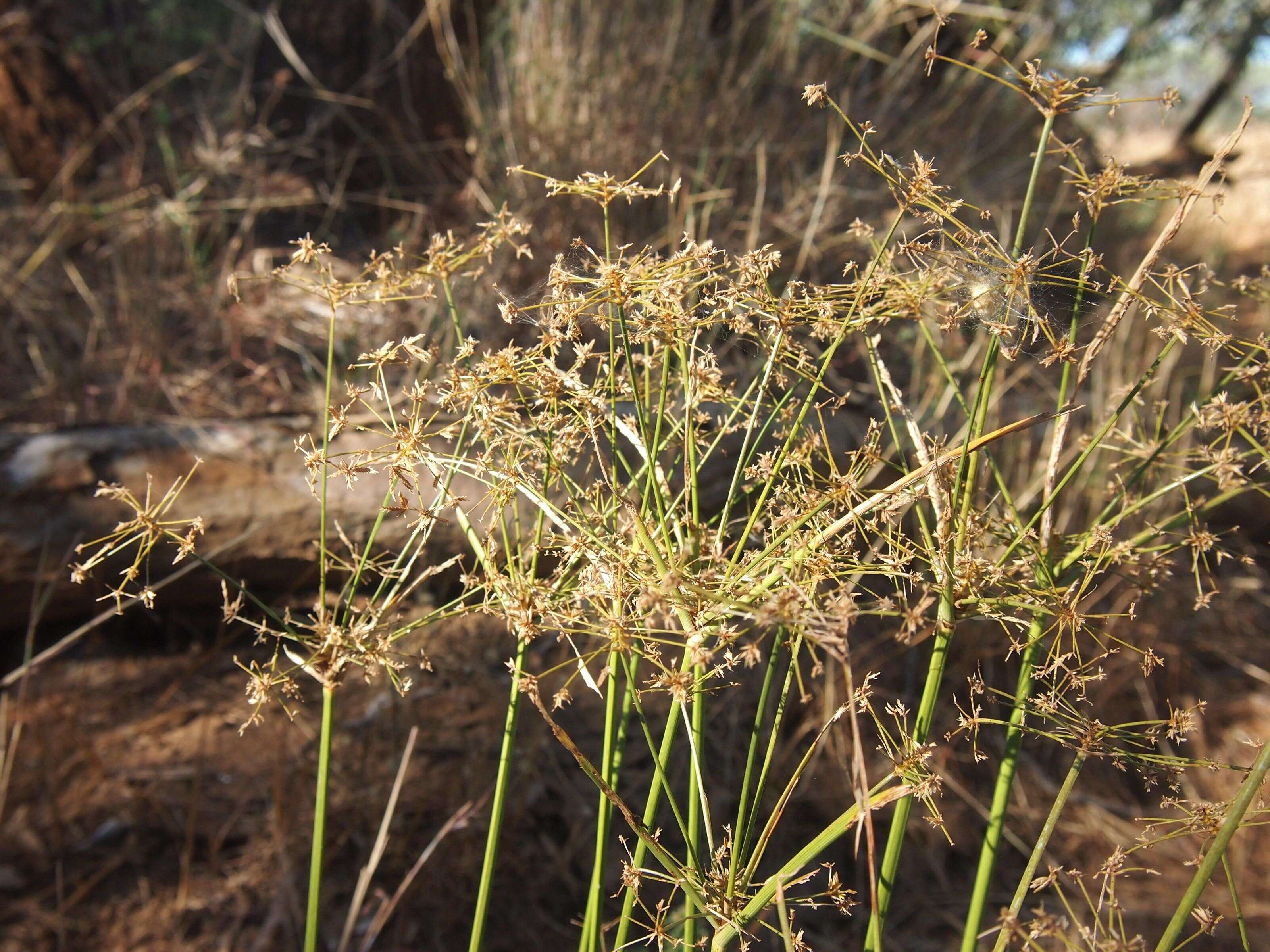 Image de Cyperus exaltatus Retz.