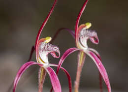 Caladenia exilis subsp. vanleeuwenii Hopper & A. P. Br.的圖片