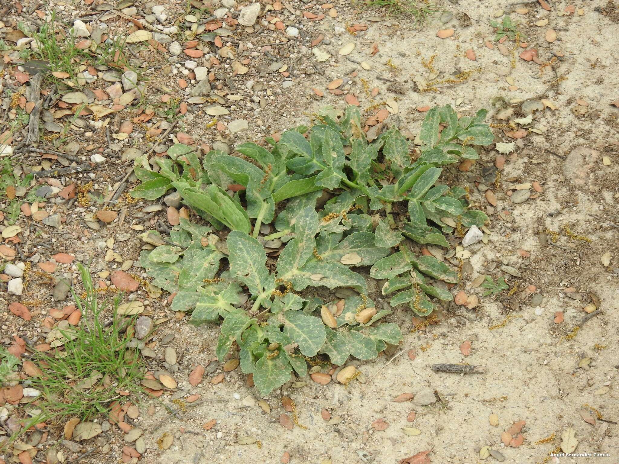 Image of Magydaris panacifolia (Vahl) Lange