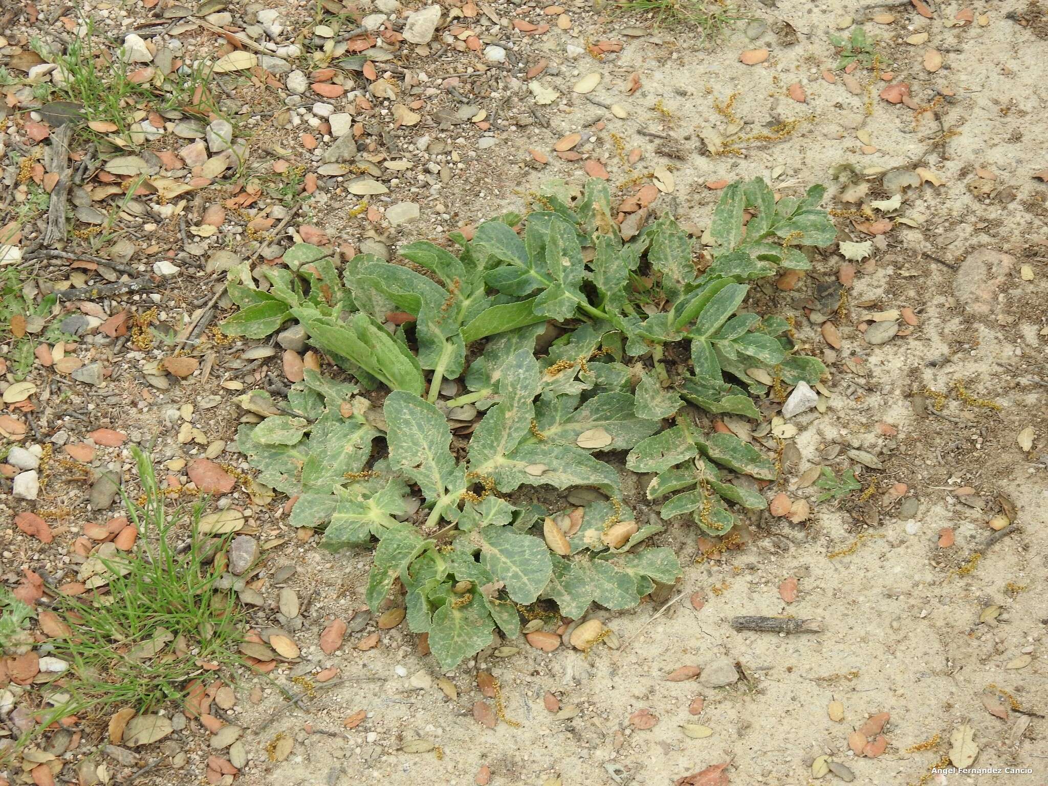 Plancia ëd Magydaris panacifolia (Vahl) Lange