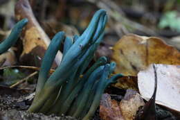 Image of green earth tongues