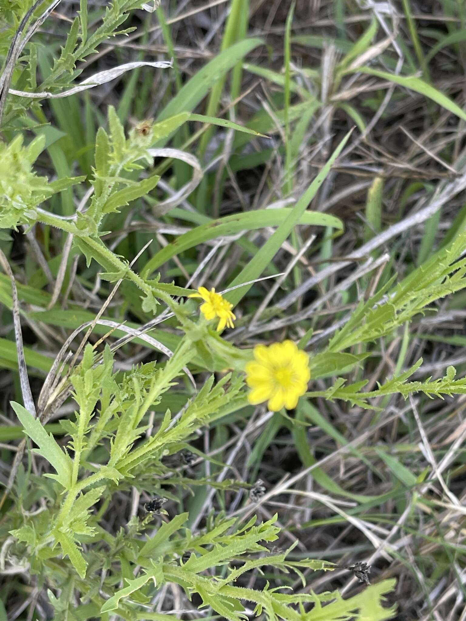 Plancia ëd Osteospermum muricatum E. Mey. ex DC.