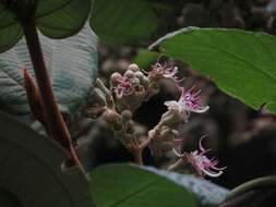 Image of Miconia bubalina (D. Don) Naud.