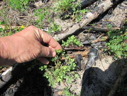 Image of smallflower fumewort