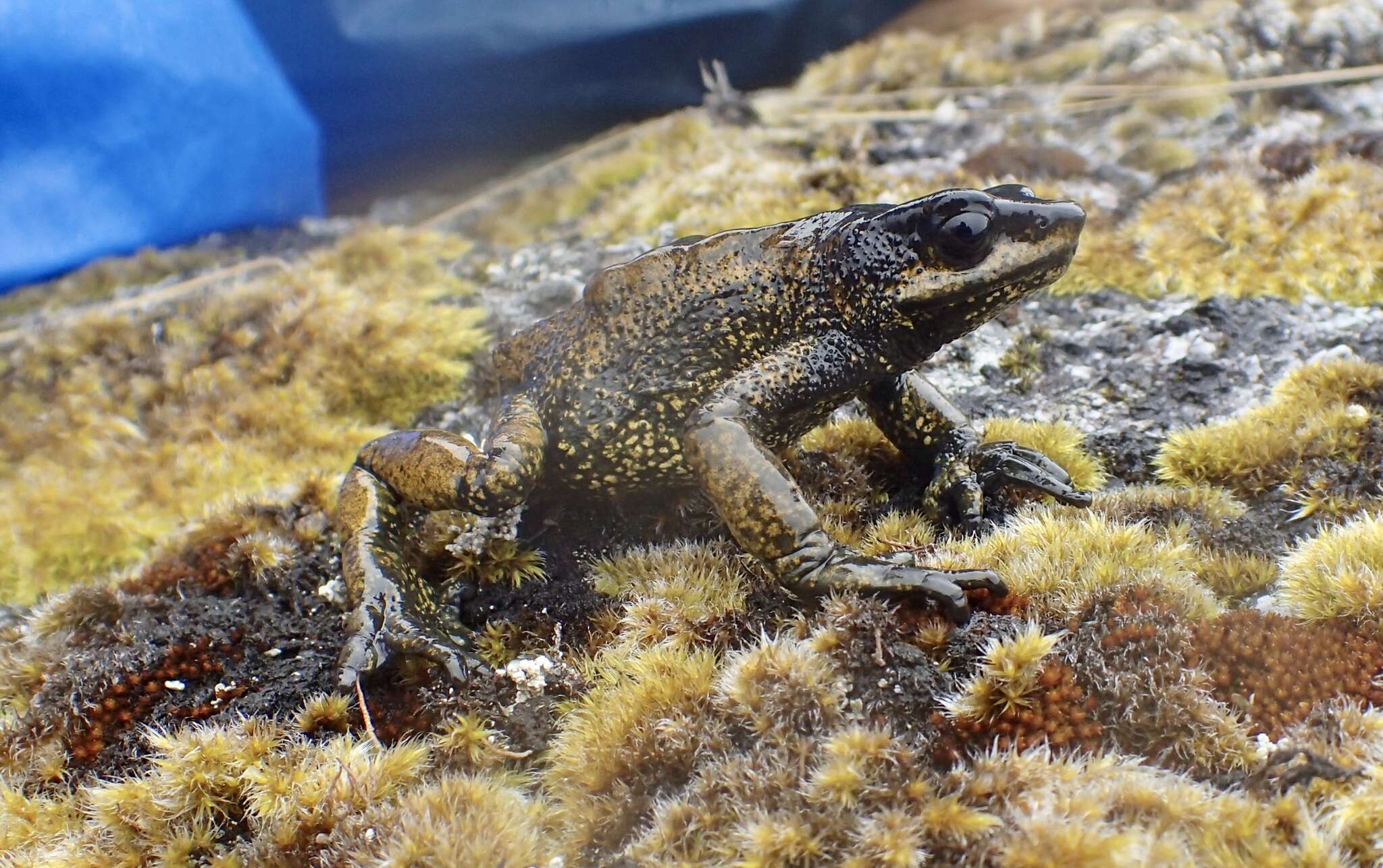 Image of Guajira Stubfoot Toad