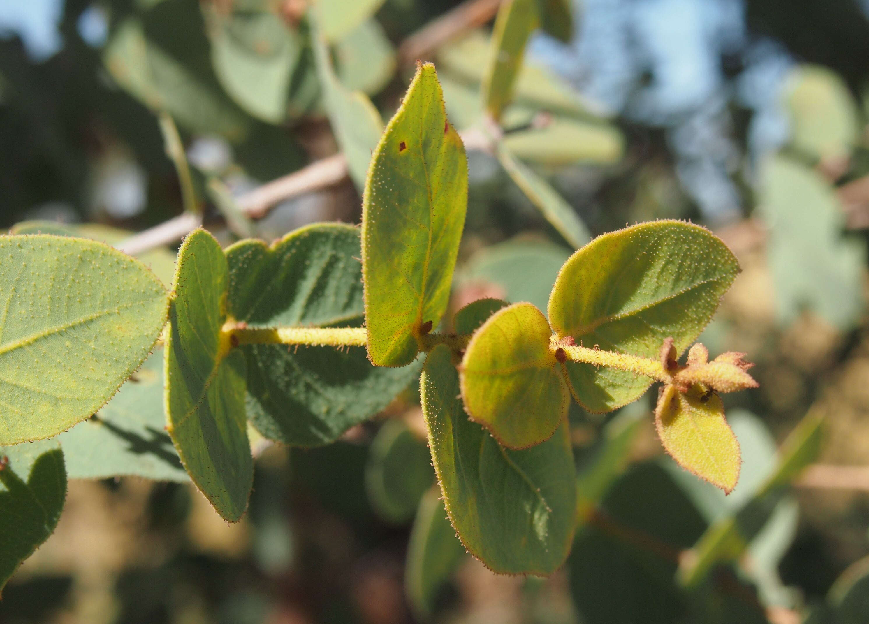 Image of Corymbia setosa (Schauer) K. D. Hill & L. A. S. Johnson