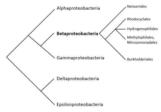 Image of Betaproteobacteria