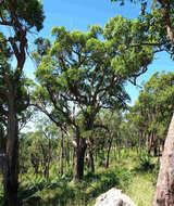 Image of Corymbia clarksoniana (D. J. Carr & S. G. M. Carr) K. D. Hill & L. A. S. Johnson