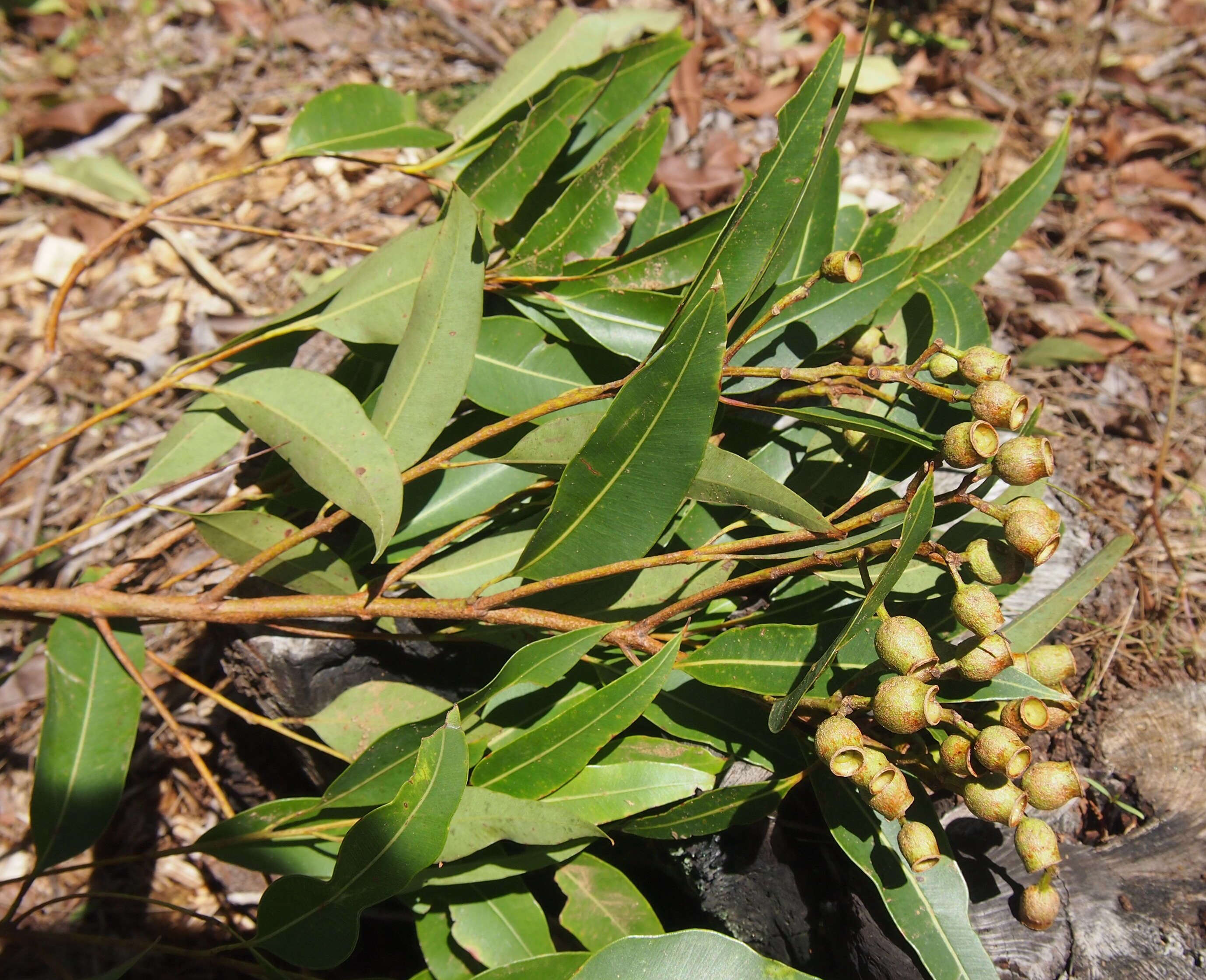 Image of Corymbia clarksoniana (D. J. Carr & S. G. M. Carr) K. D. Hill & L. A. S. Johnson