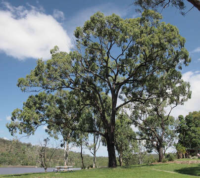 Слика од Eucalyptus crebra F. Müll.