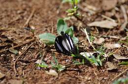 Image of African Swallowtail