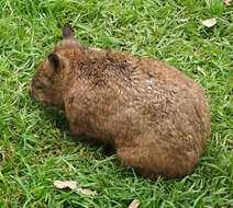 Image of hairy-nosed wombats