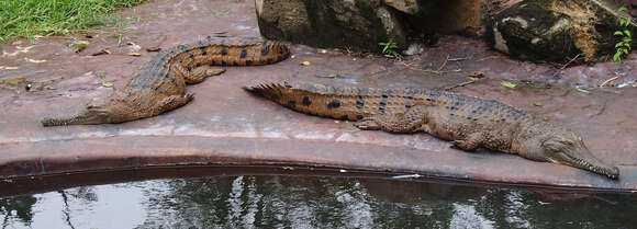 Image of Australian Freshwater Crocodile