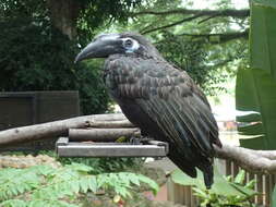 Image of Bushy-crested Hornbill