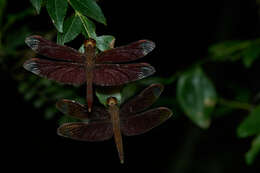 Image of Black Stream Glider