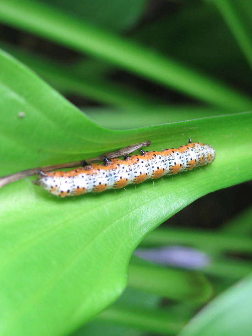 Image of Purple-Lined Sallow