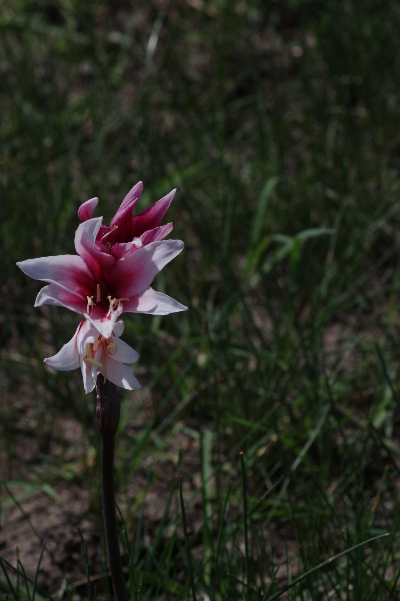 Imagem de Crinum campanulatum Herb.