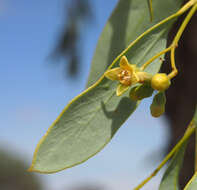 Image of Santalum lanceolatum R. Br.