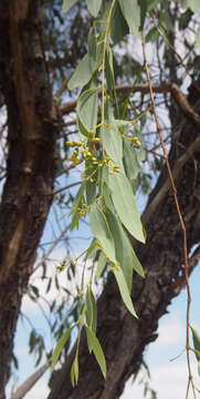 Image of Santalum lanceolatum R. Br.