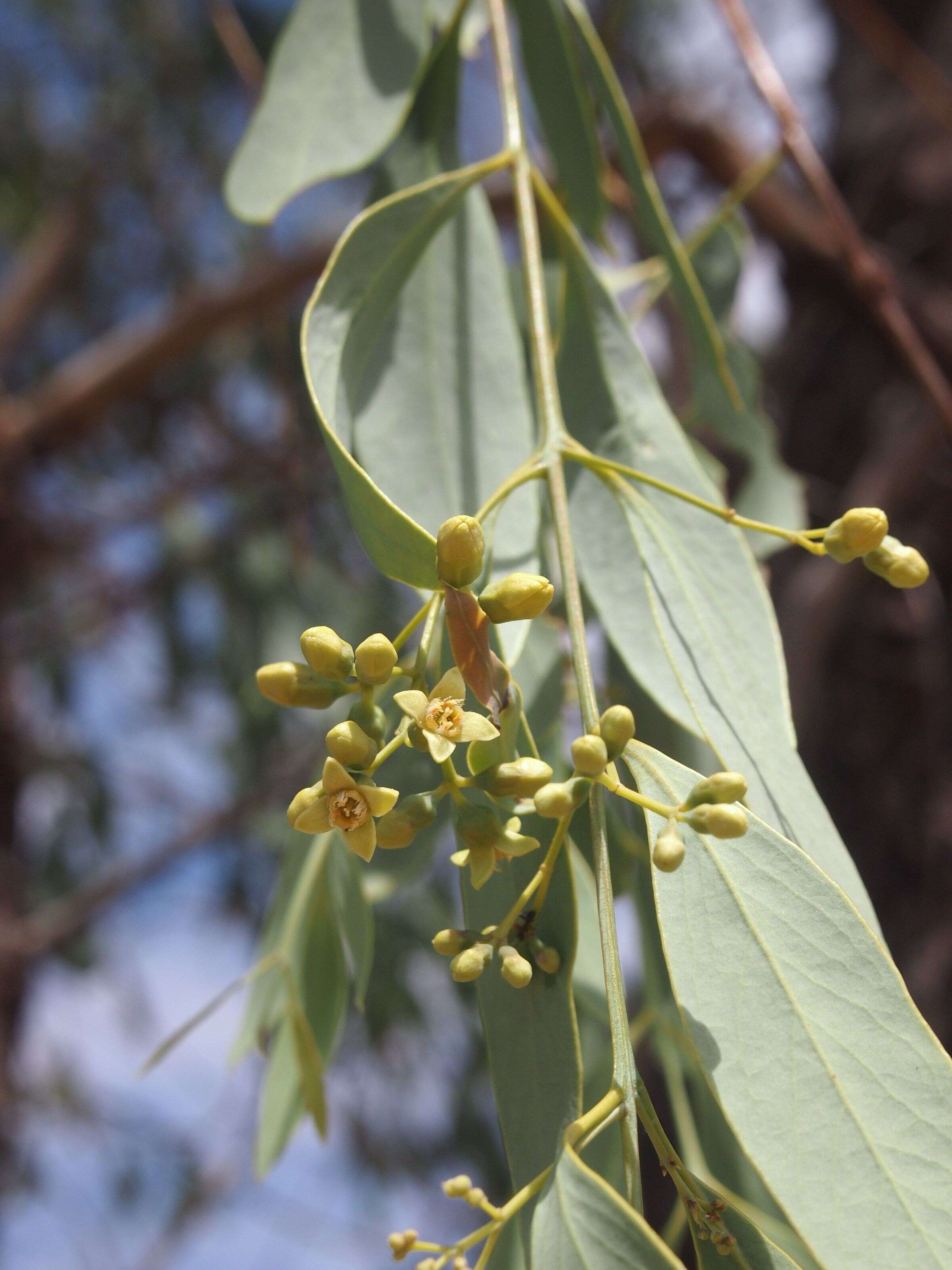 Image of Santalum lanceolatum R. Br.