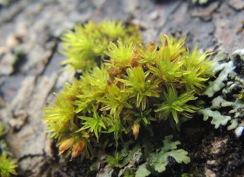 Image of <i>Orthotrichum cucullatum</i>