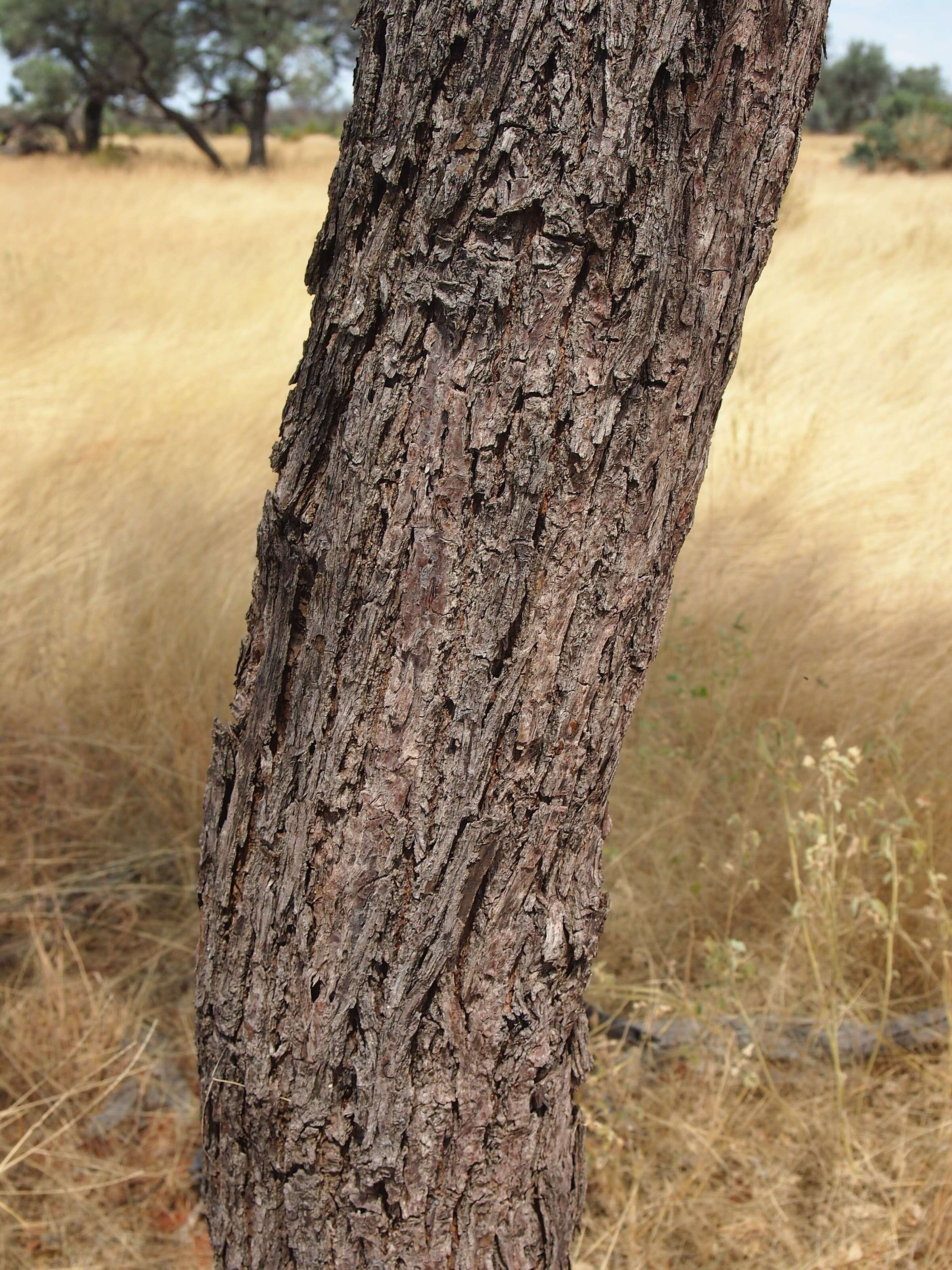 Image of Santalum lanceolatum R. Br.