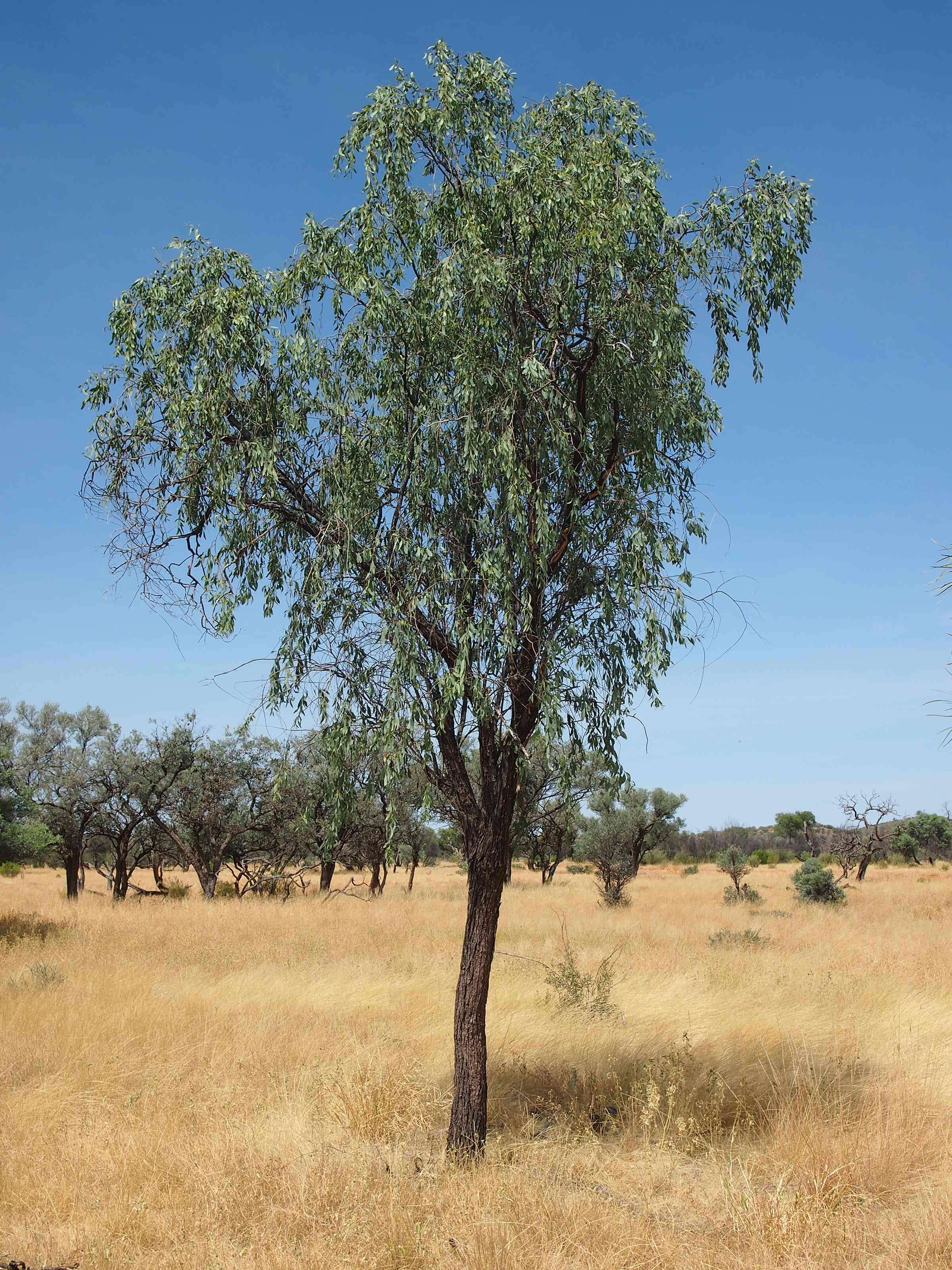 Image of Santalum lanceolatum R. Br.