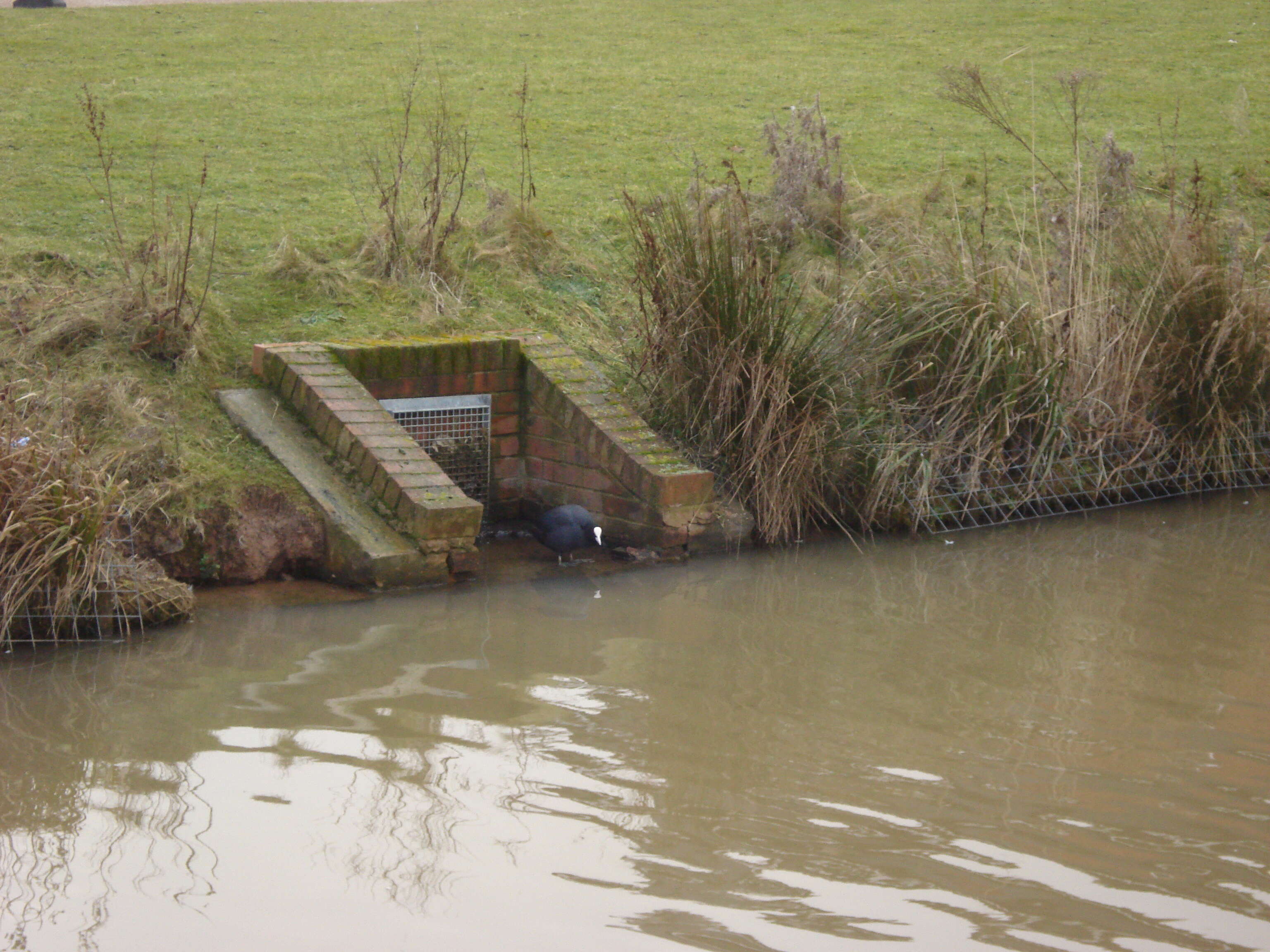 Image of Common Coot