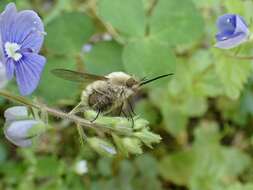 Image of Bombylius venosus Mikan 1796