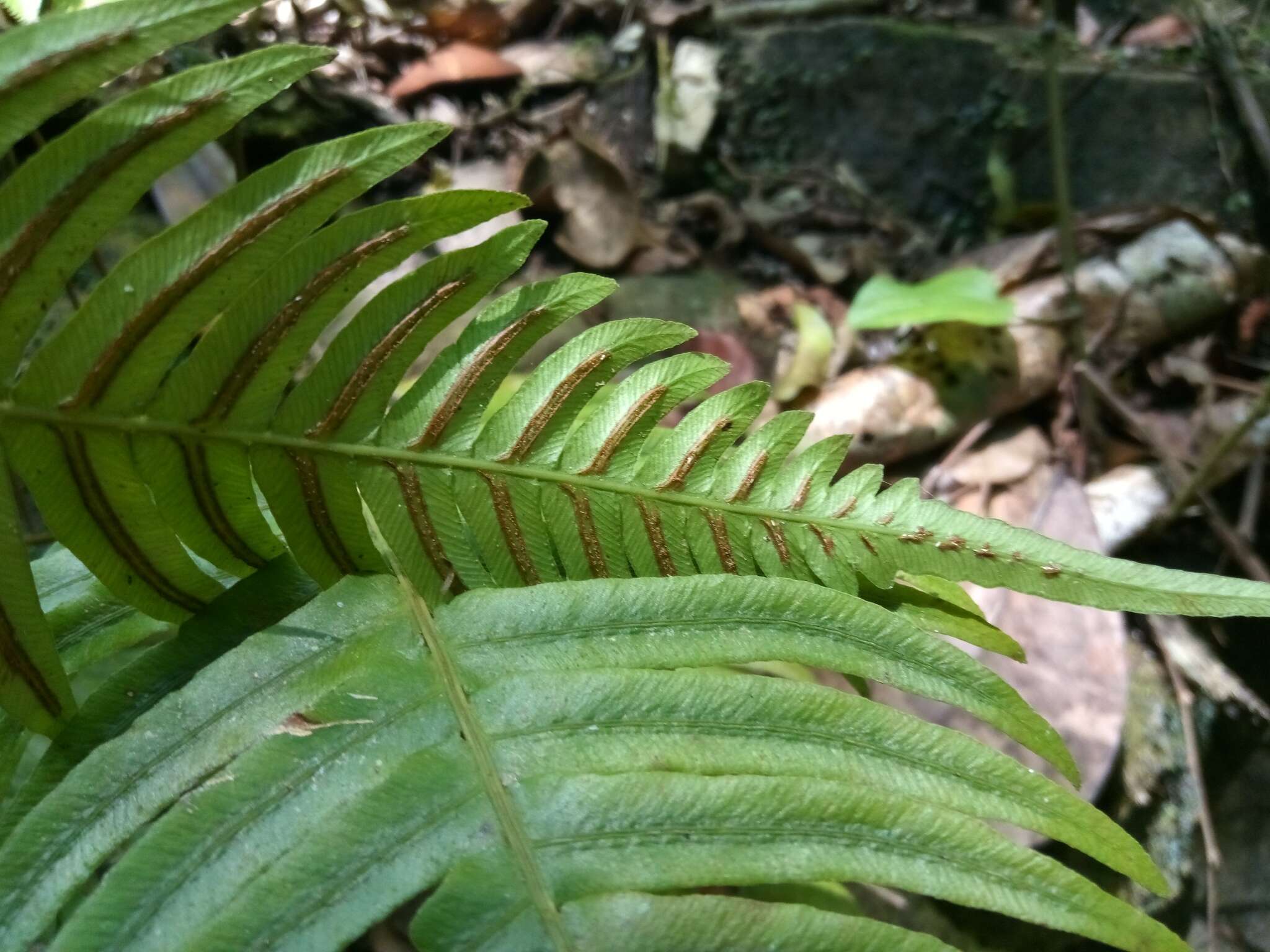 Sivun Blechnum occidentale L. kuva