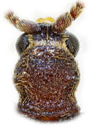 Image of Ptinus sexpunctatus