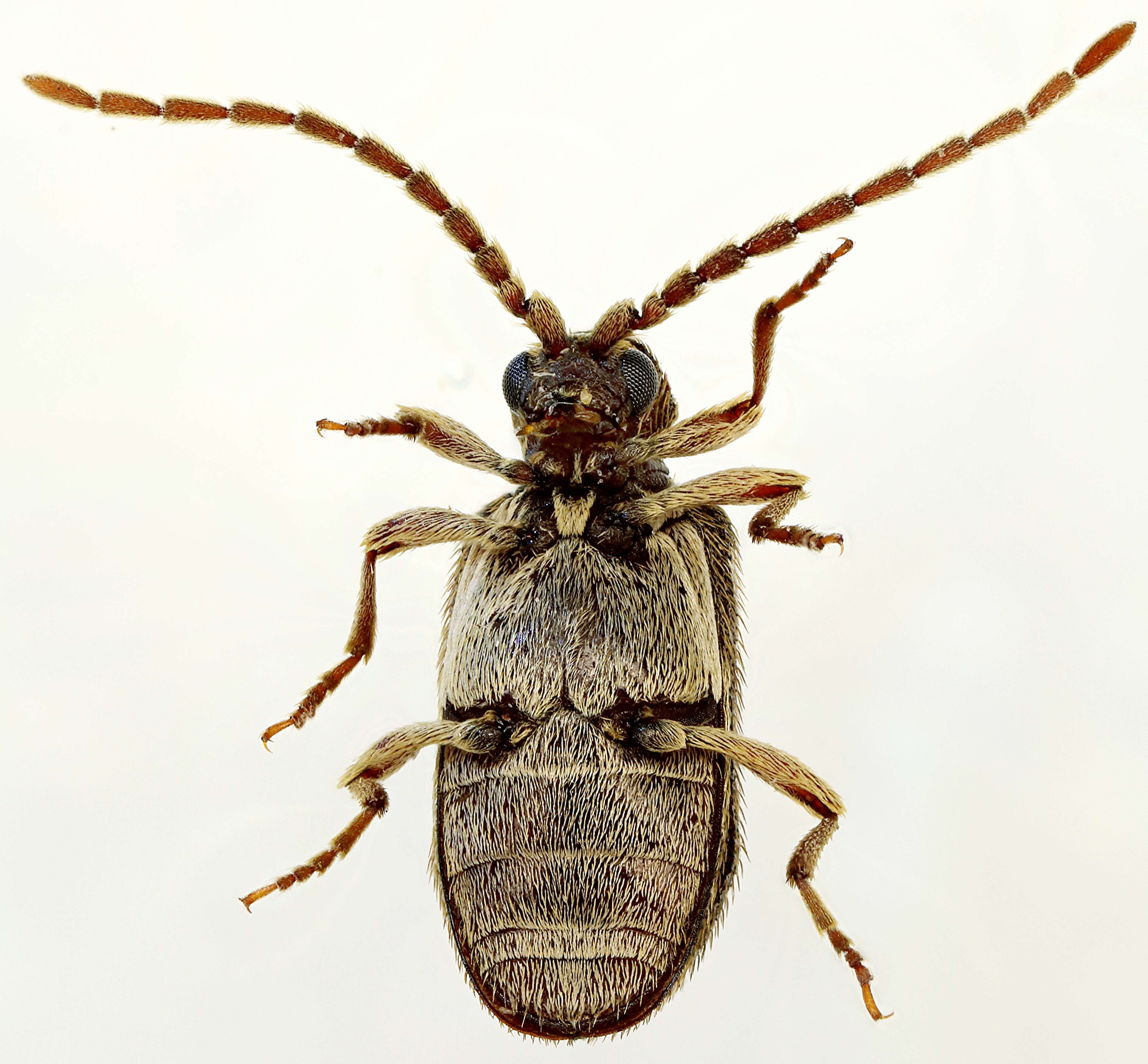 Image of Ptinus sexpunctatus
