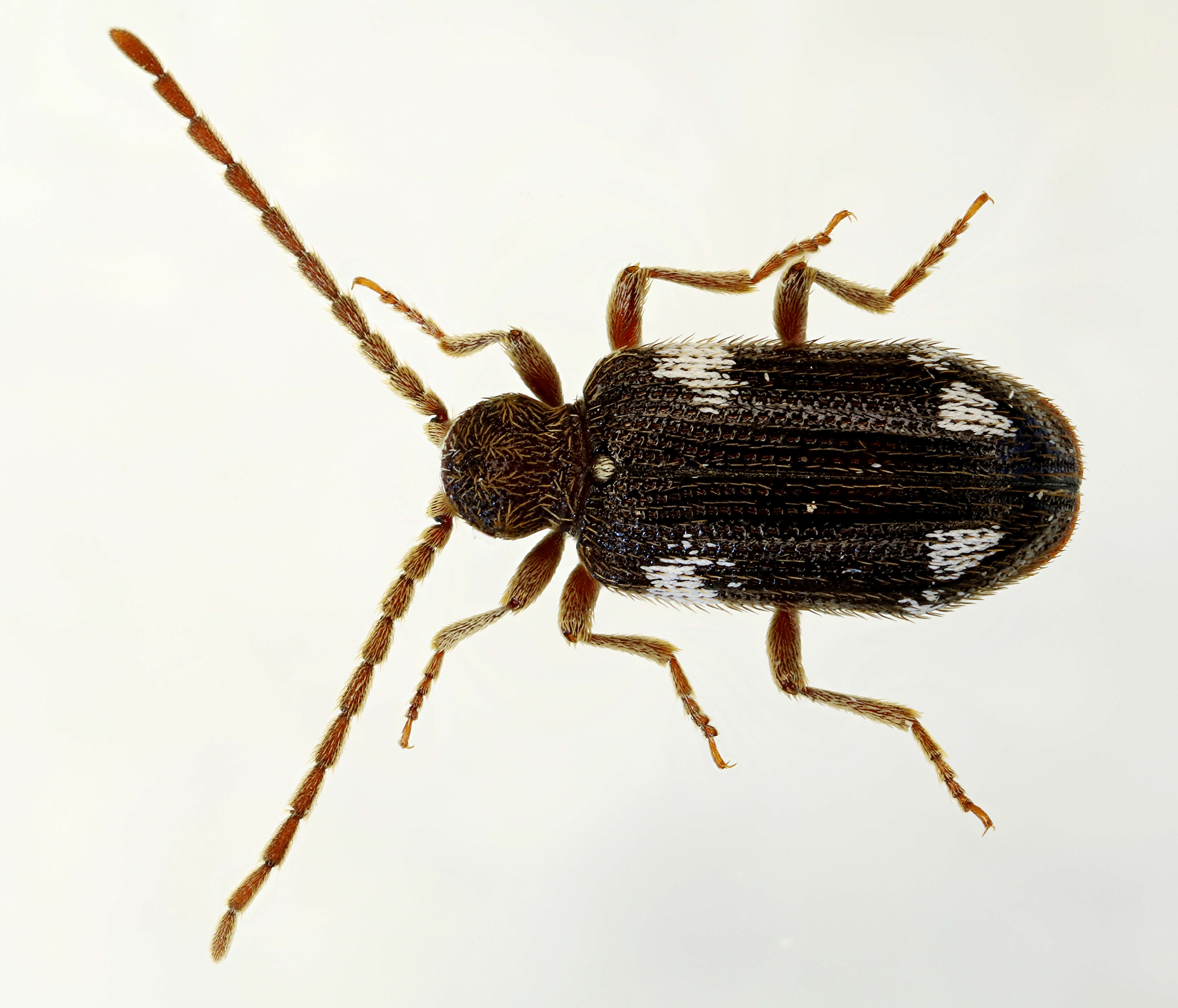 Image of Ptinus sexpunctatus