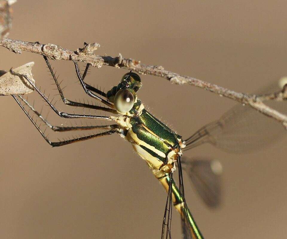 Image of Synlestes weyersii Selys 1868