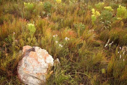 Image of Serruria heterophylla Meissn.