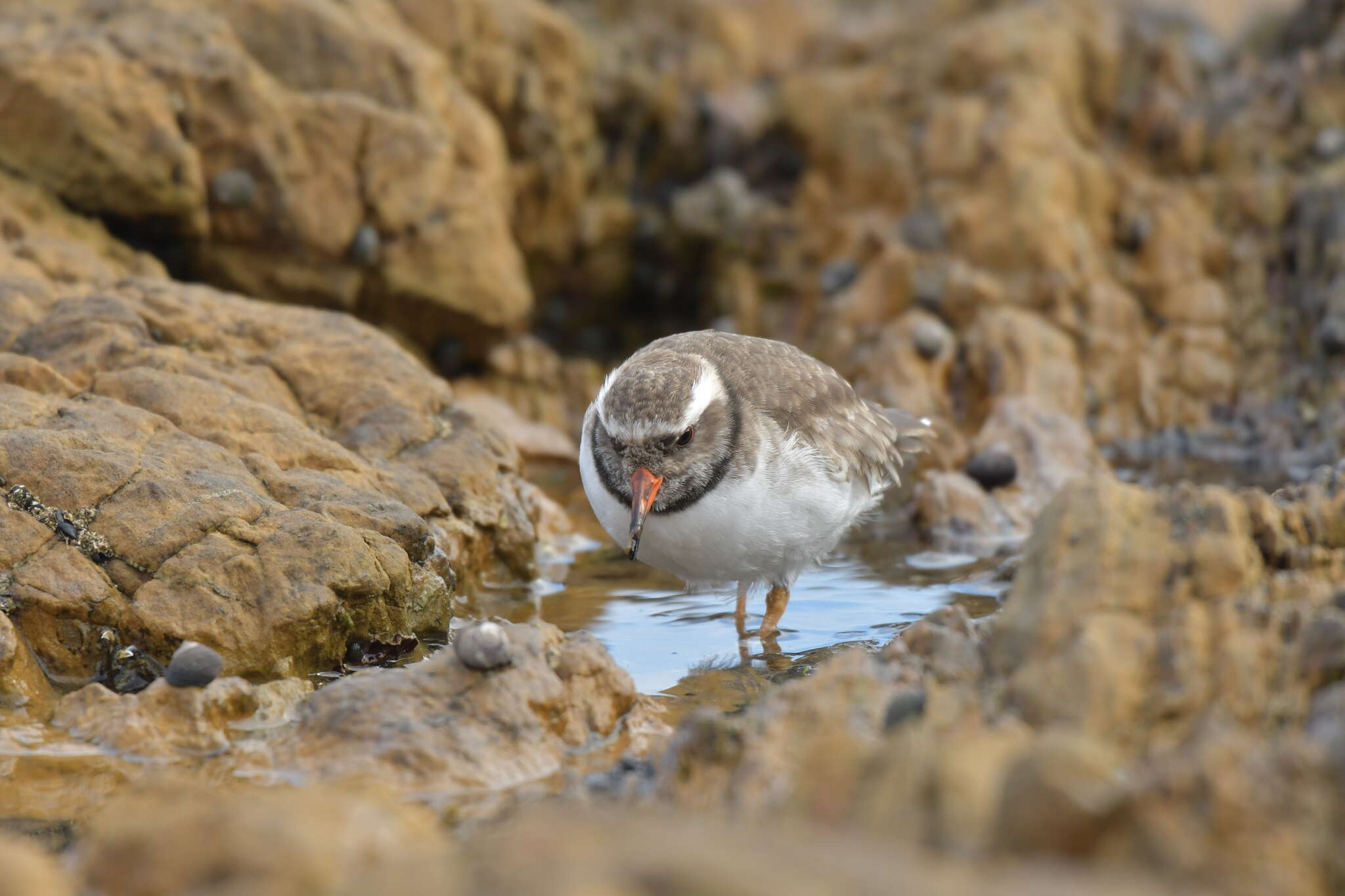 Image of Shore Dotterel