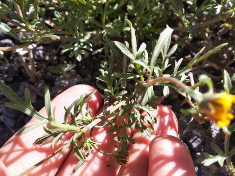 Image of Bidens anthemoides (DC.) Sherff