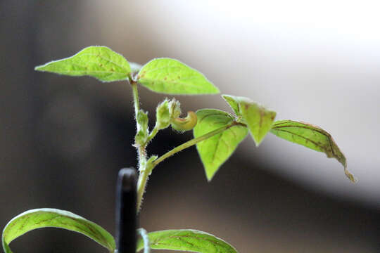 Image of mung bean