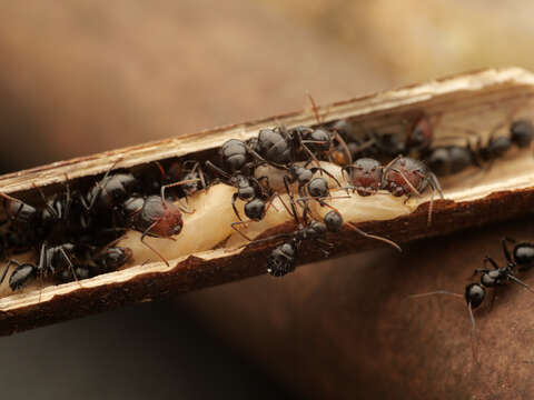 Plancia ëd Camponotus albocinctus (Ashmead 1905)